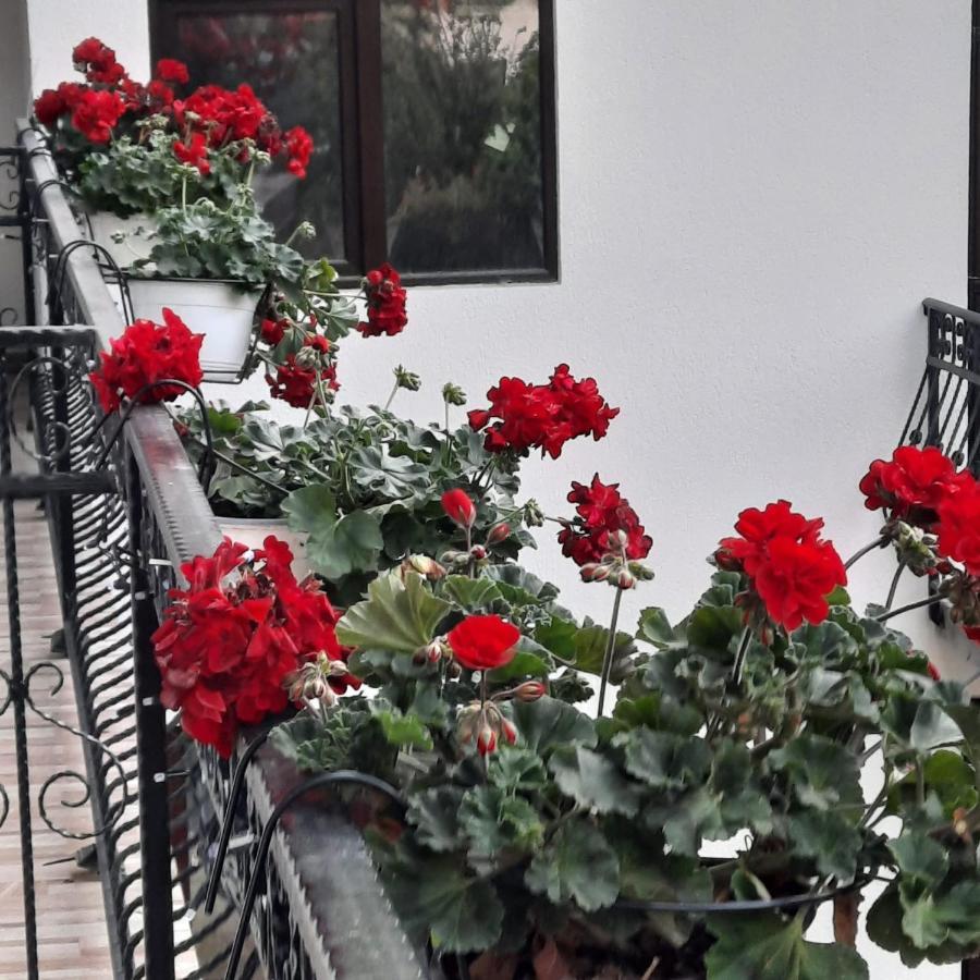 Casa Dana Olteanu Hotel Moeciu De Sus Ngoại thất bức ảnh